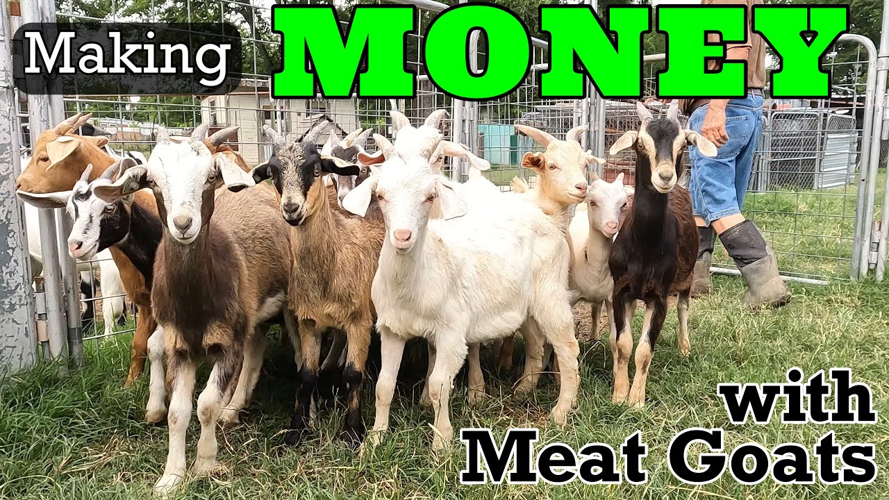 How To Make MONEY with Goats  | Meat Goats for a Profit | Goat Video | Goat Farm