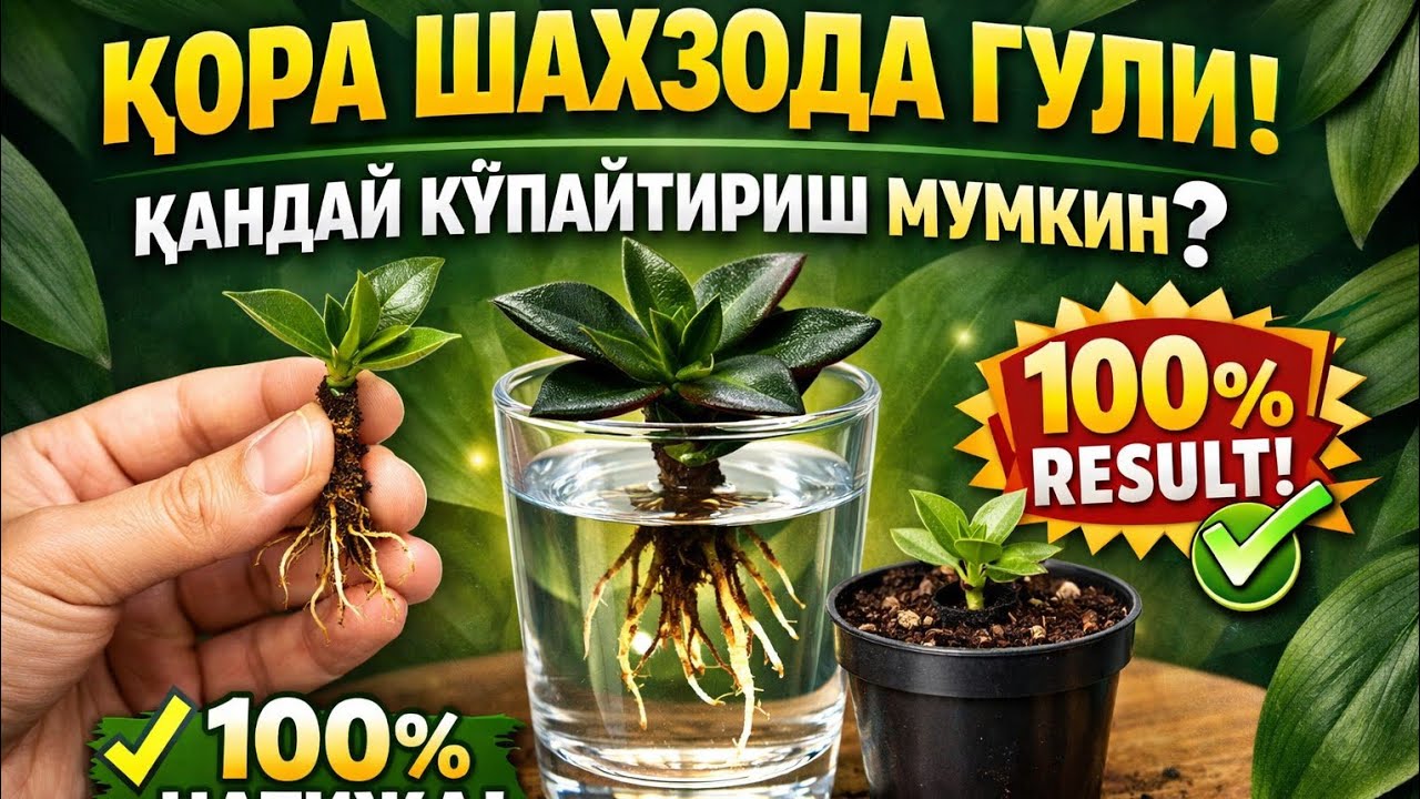 Қора Шахзода гулини осон кўпайтириш 🌿(How to Propagate Black Prince Plant 🌿  Easy Method 100% Result