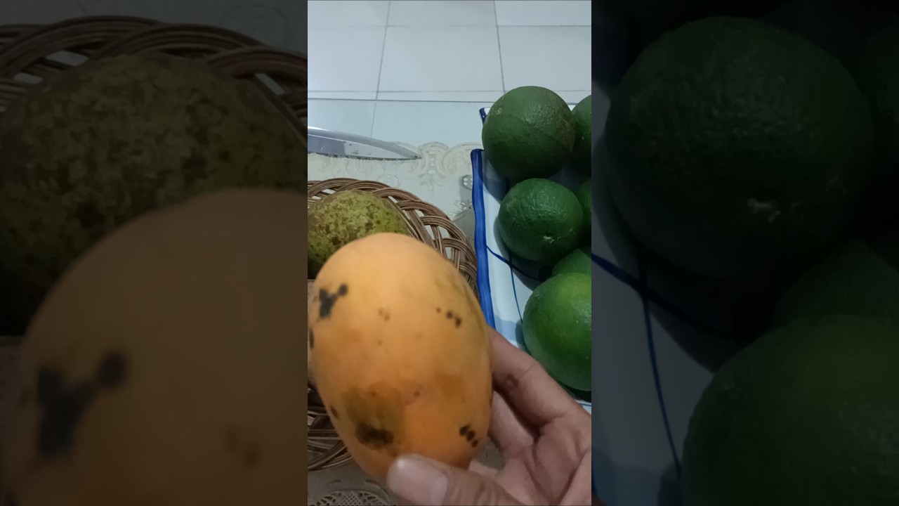 tanaman buat pemula