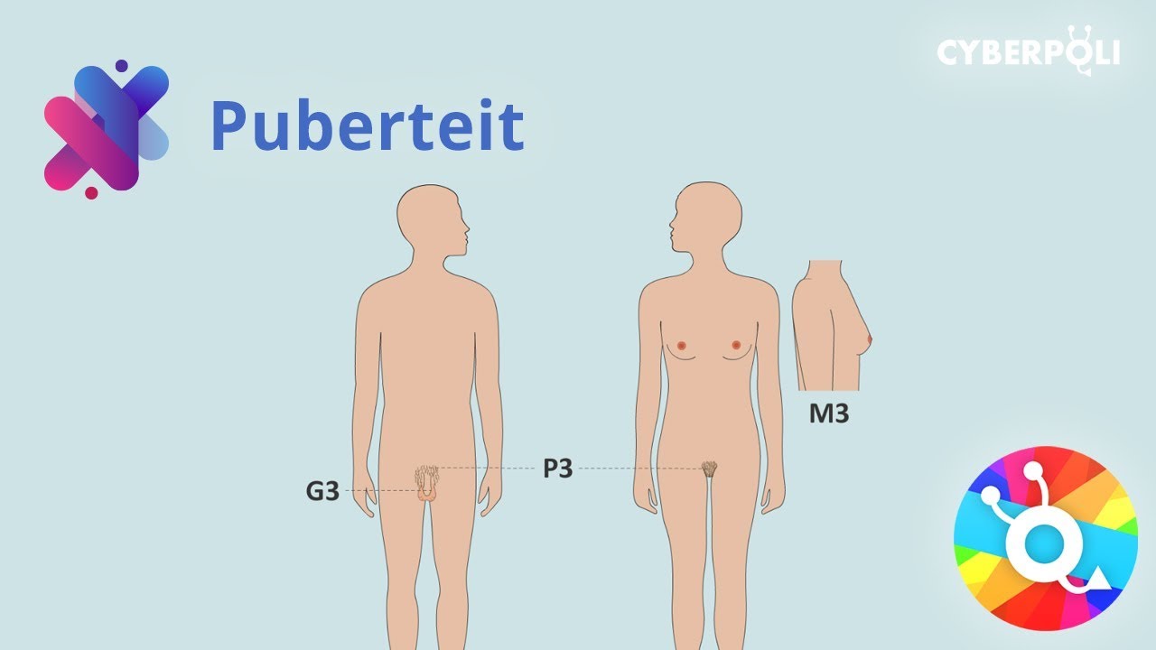 De geslachtsontwikkeling tijdens de puberteit
