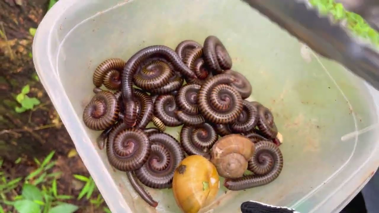 Wonderful catching Giants millipedes and snails #insect #millipede #wildlife