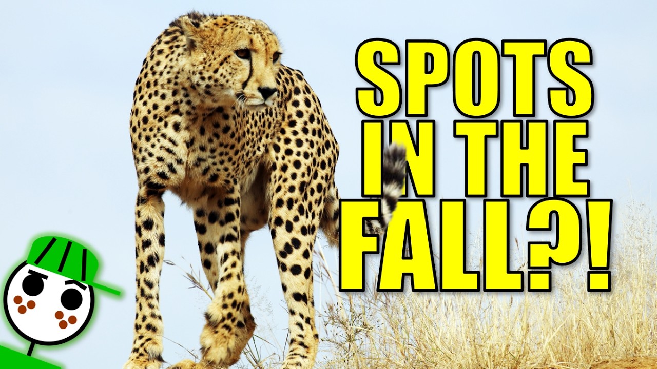 Everything You Never Knew About Cheetahs