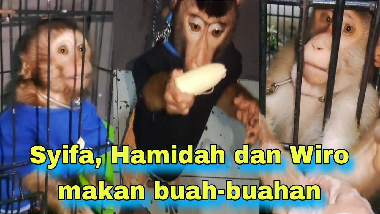 Wiro, Hamidah dan Syifa makan buah-buahan #monyet #beruk #primata #animals #monkey #babymonkey 
