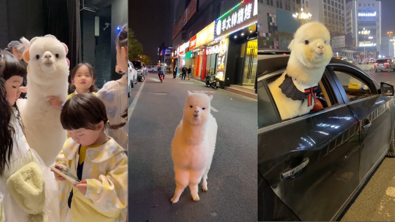 Alpaca  in China Street and Fashion Show
