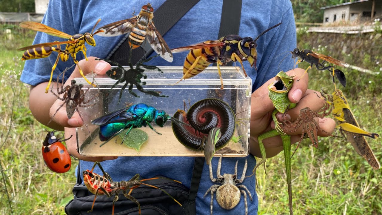 Stung by a wasp‼️catch cuckoo wasp, black jump spider, millipede, assassin bug, ladybug, chameleon
