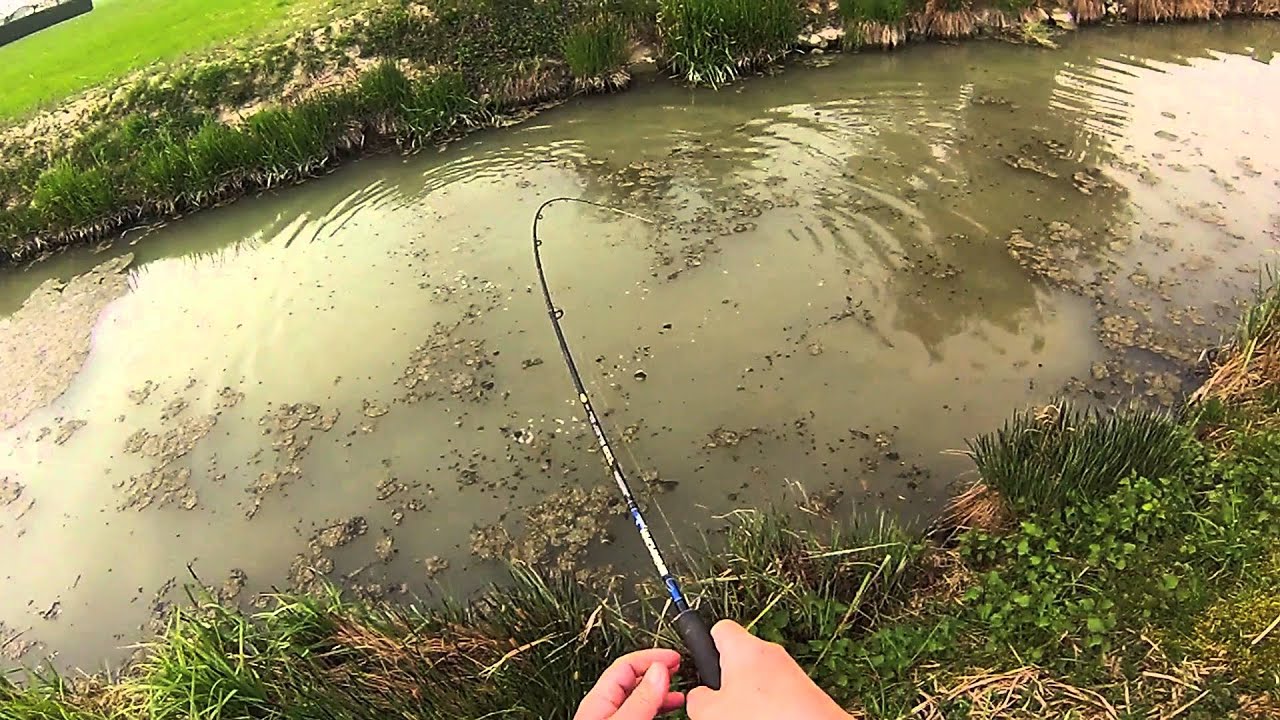 Spinning ultraleggero alla carpa, il vero Foss Fishing per come la vedo io