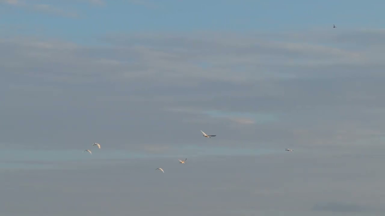 1月20日
