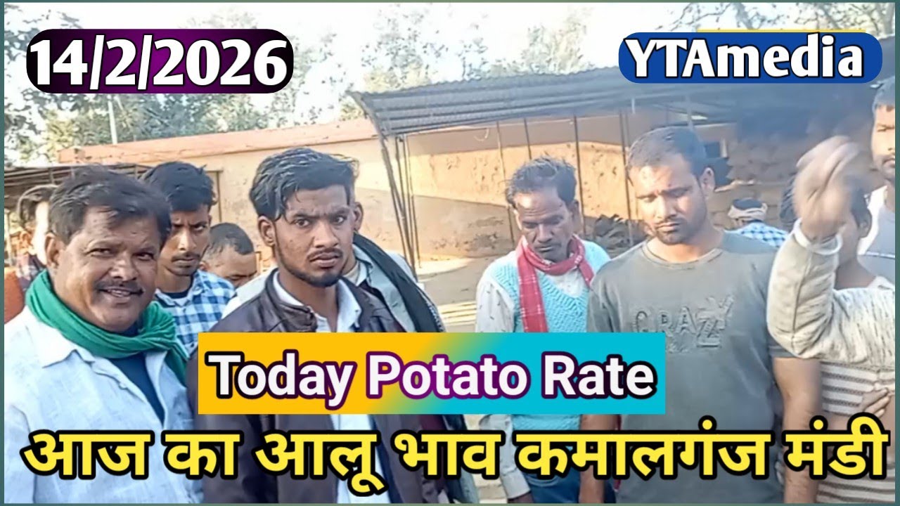 आज का आलू भाव कमालगंज मंडी | Today potato rate | YTAmedia | 14/2/2026 का आलू भाव |