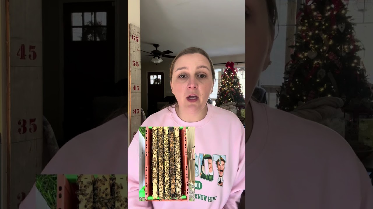 Buying Bees - Package or Nuc?