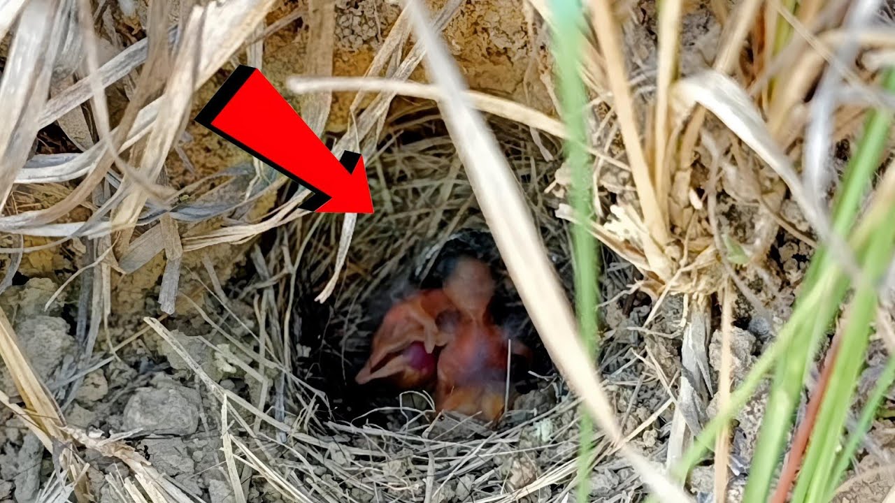 Familiar chat bird babies underground @onlybirds107