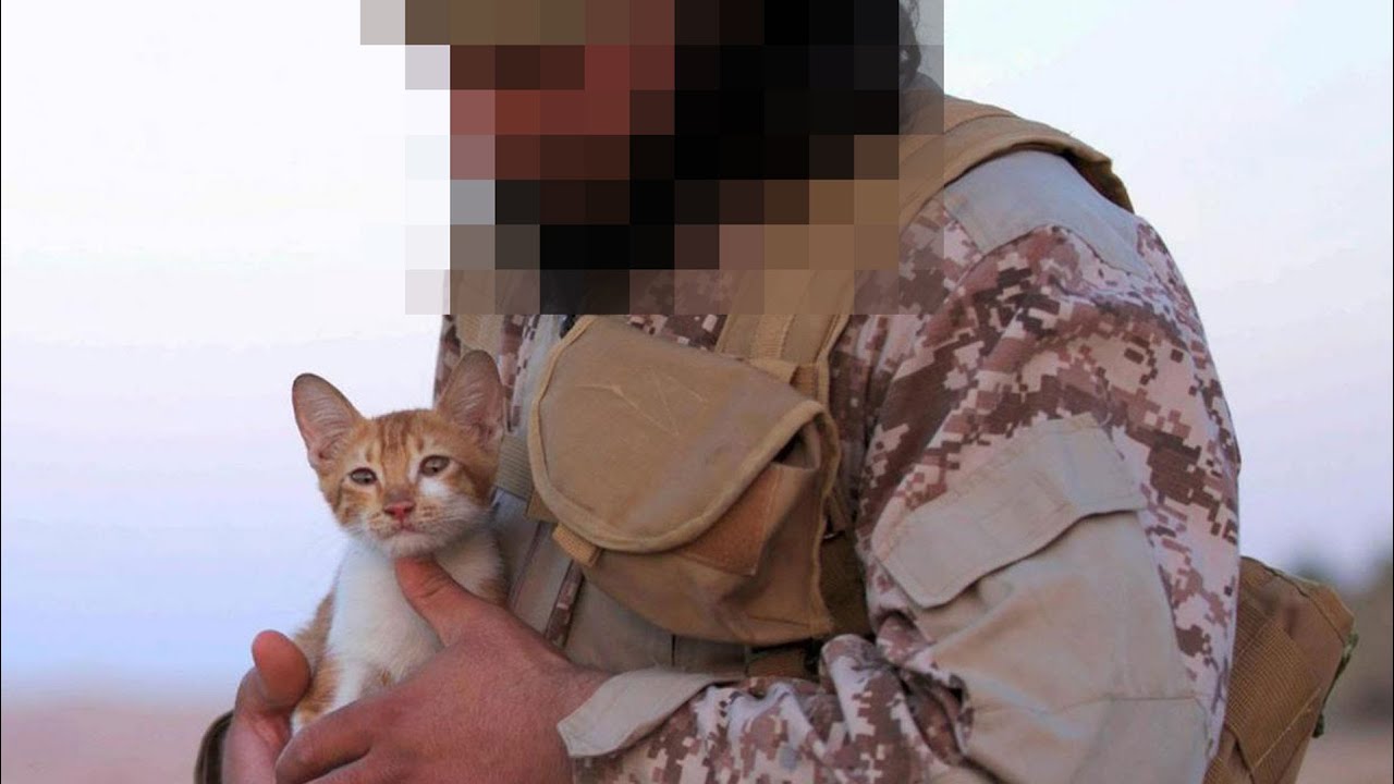 Cute Kittens Used In Terrorist Propaganda