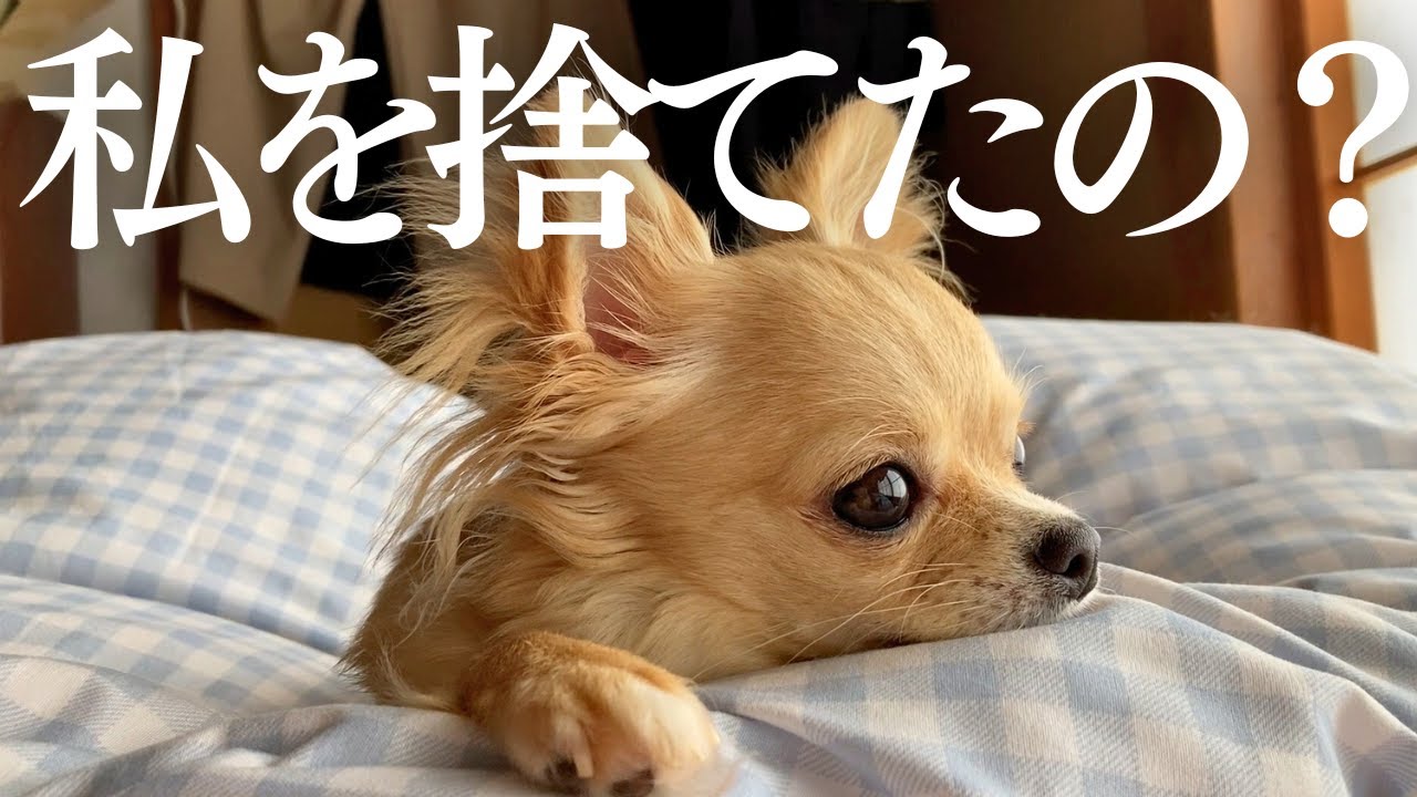 【お留守番】チワワを初めて実家に預けたら、捨てられたと勘違いしてしまいました…