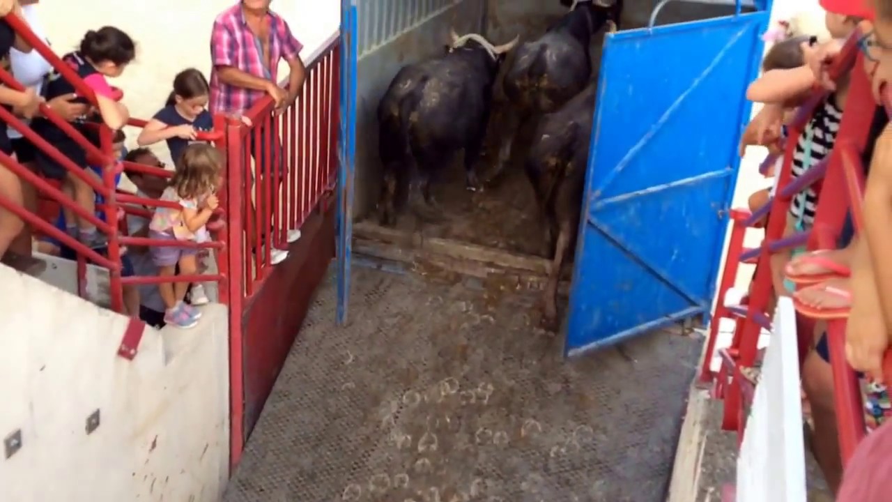 Embarquement des taureaux camargue étalons par les gardians dans les chars Lansargues août 2017.