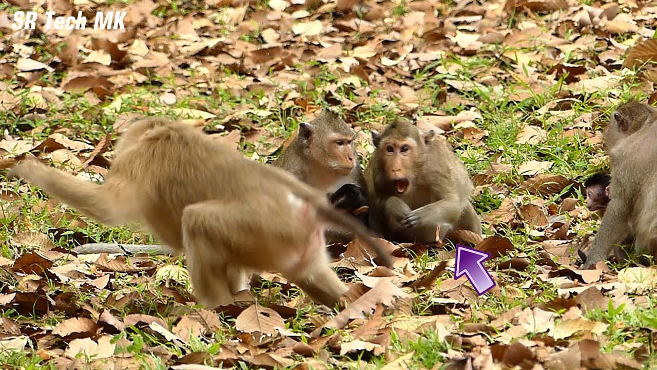 My god..! A heroine April monkey protects babies Vixen & Venus, She th-reats Rose not disturb their