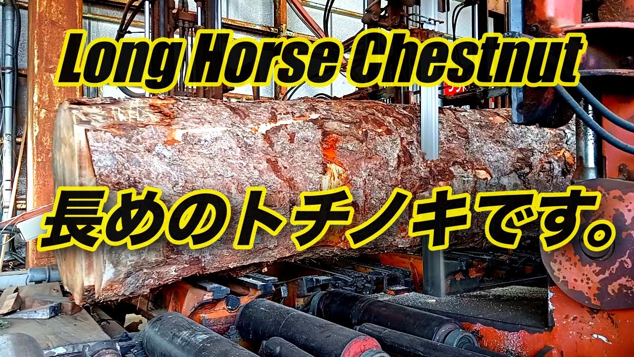 長めのトチノキ製材・long  horse chestnut　音が入っていませんm(_ _)m