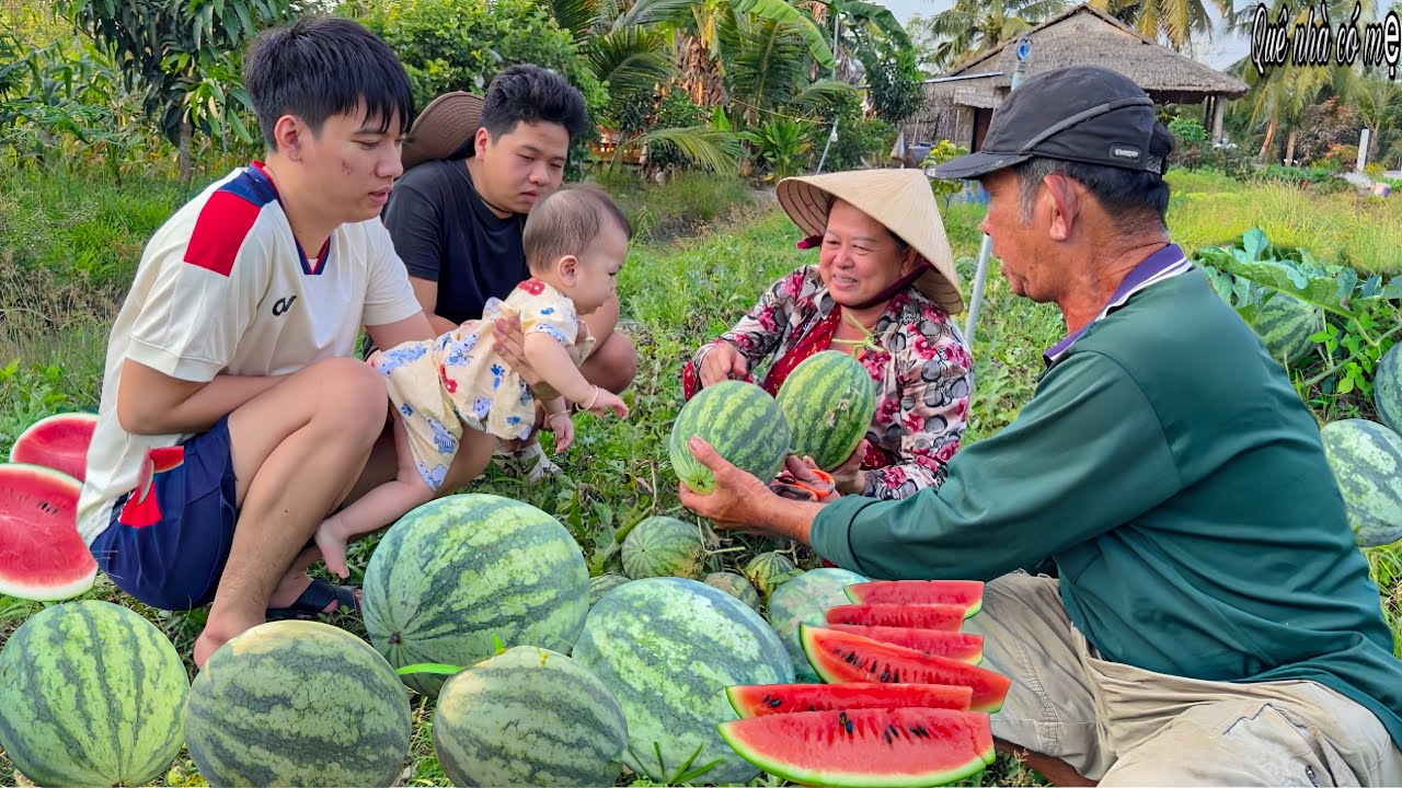 Thu Hoạch Dưa Hấu Ăn Tết Gia Đình Quê Nhộn Nhịp Rộn Ràng Trúng Mùa  || Harvest watermelon