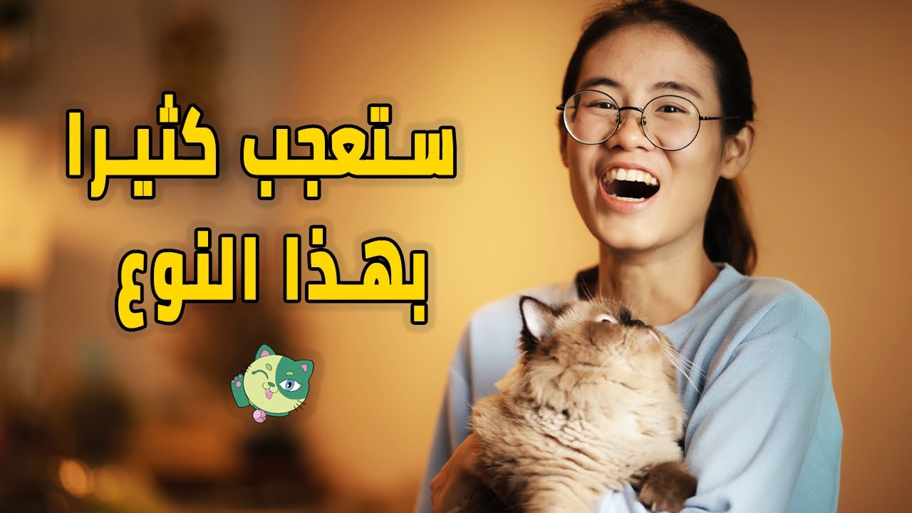 كل ما تحتاج معرفته عن قطط هيمالايا