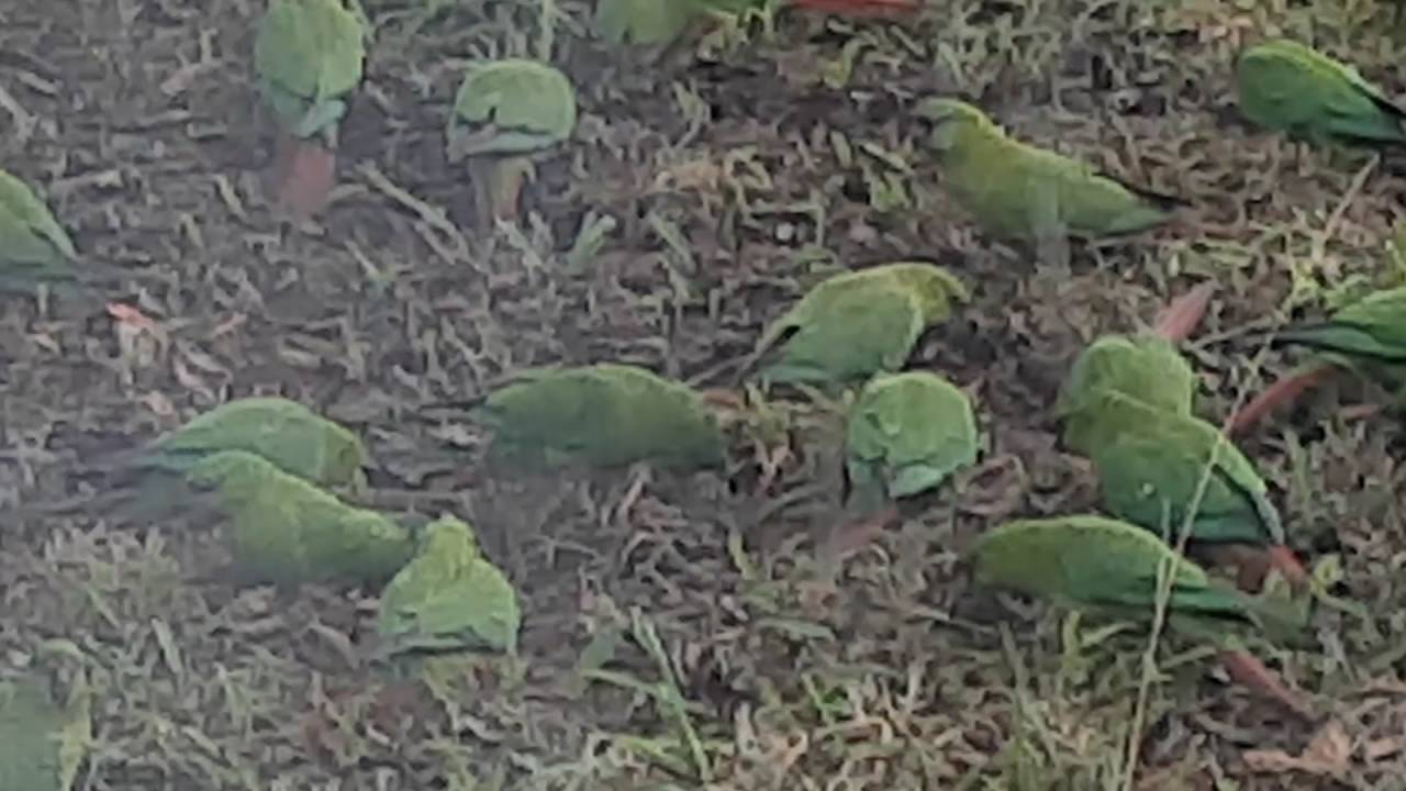 LOROS TRICAHUE  COMIENDO EN EL PATIO DE MI CASA