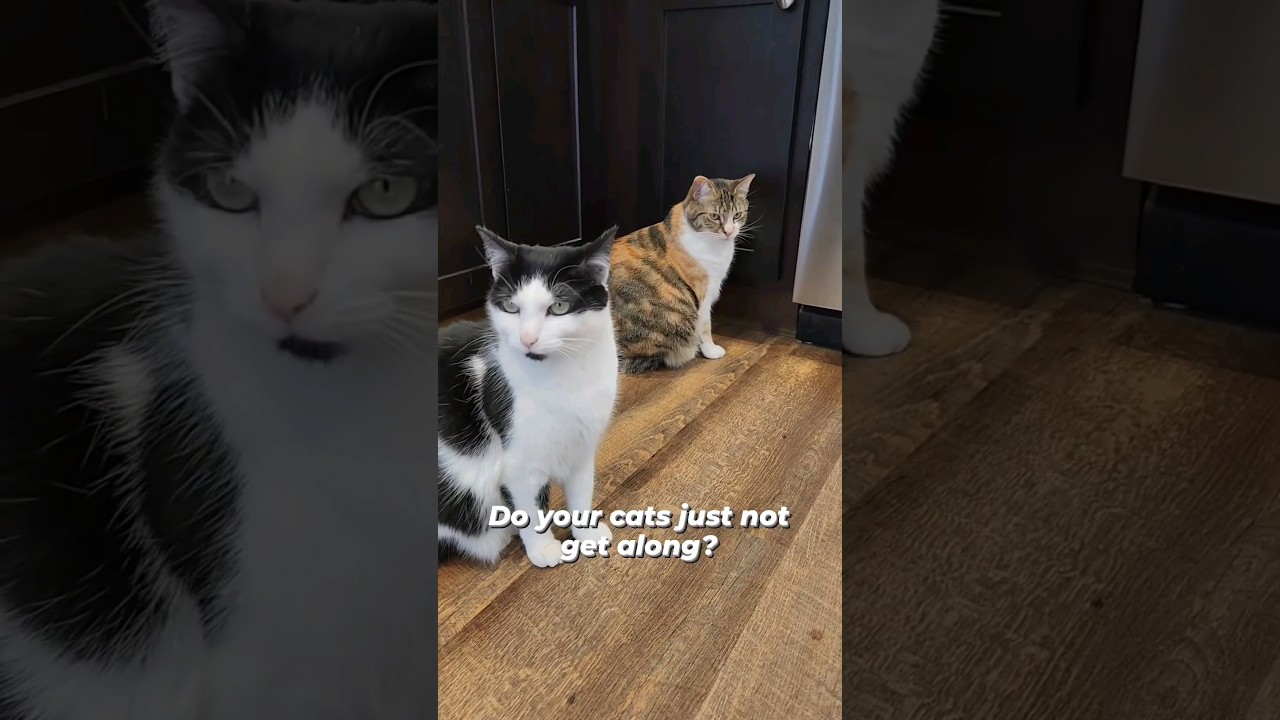 What to do if your cats don't get along. audio: thetwocrazycatladies #shorts #catfacts #cats
