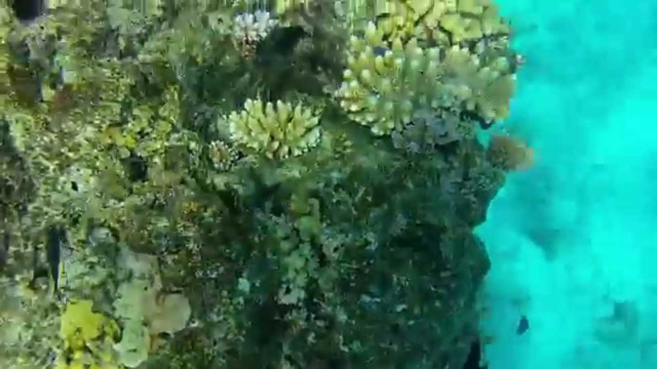 Snorkeling the coral at Tokoriki Island Fiji - Filmed with Samsung Galaxy S5