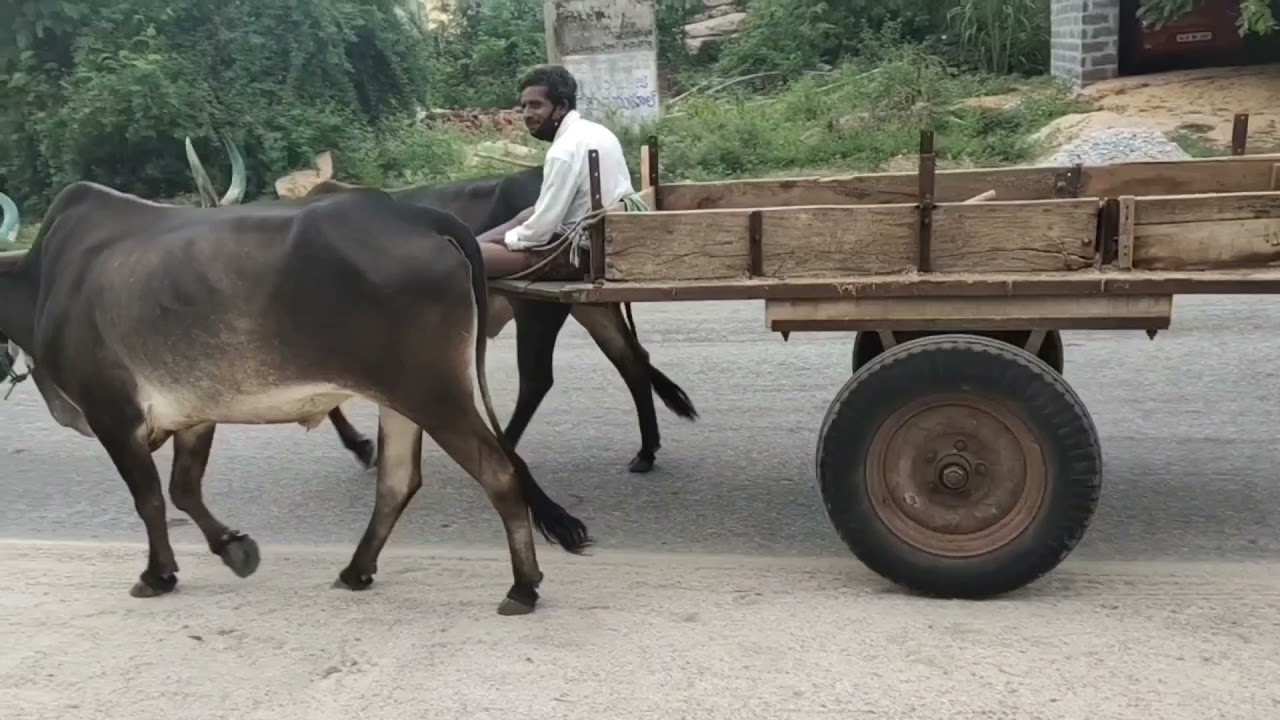 A bullock cart or ox cart is a two-wheeled vehicle pulled by oxen.
