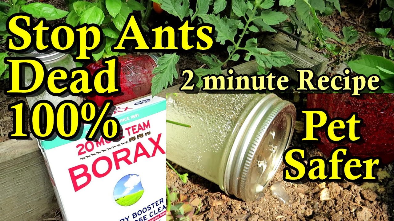 Stop Garden Ants Quickly, Easily, & Organically: A 2 Minute Recipe & Pet Safer Jar