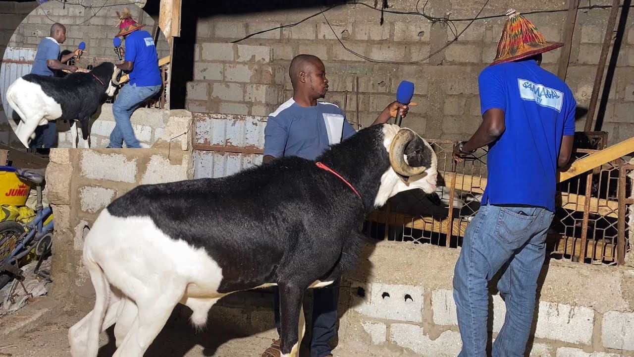ELEVAGE MAURITANIE A LA DECOUVERTRE DE CHEIKH DIBA FILS DE PDG COPIN 6C DIA