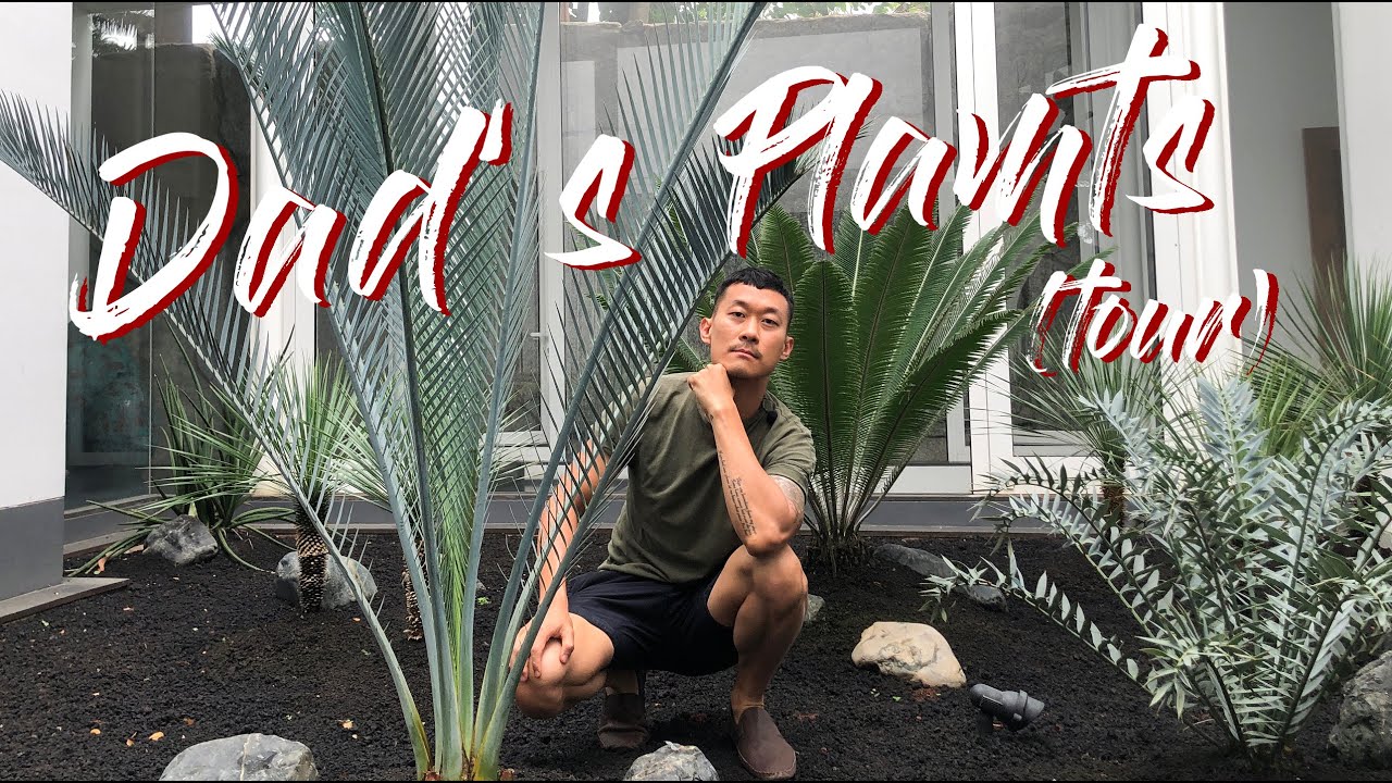 Dad's (mostly cycads) plants tour
