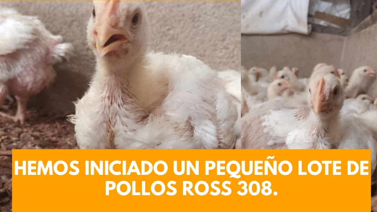 PROBAREMOS EL POLLO ROSS 308.