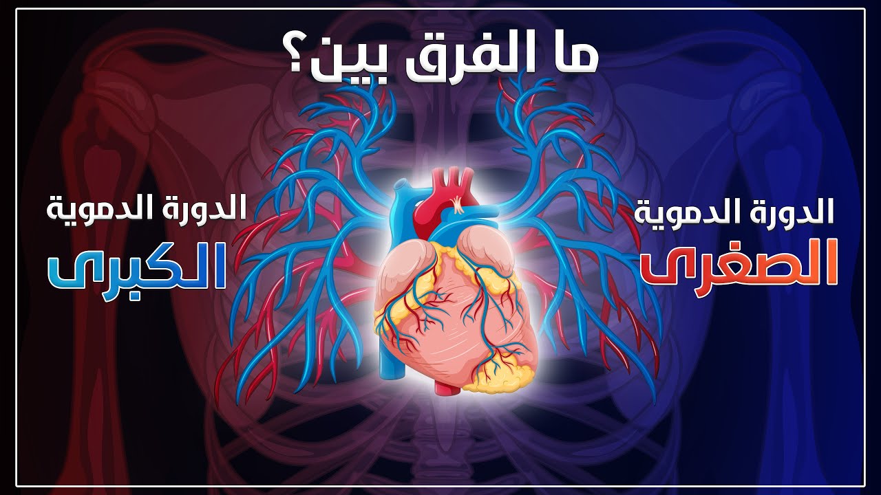 ما الفرق بين الدورة الدموية الصغرى والكبرى؟