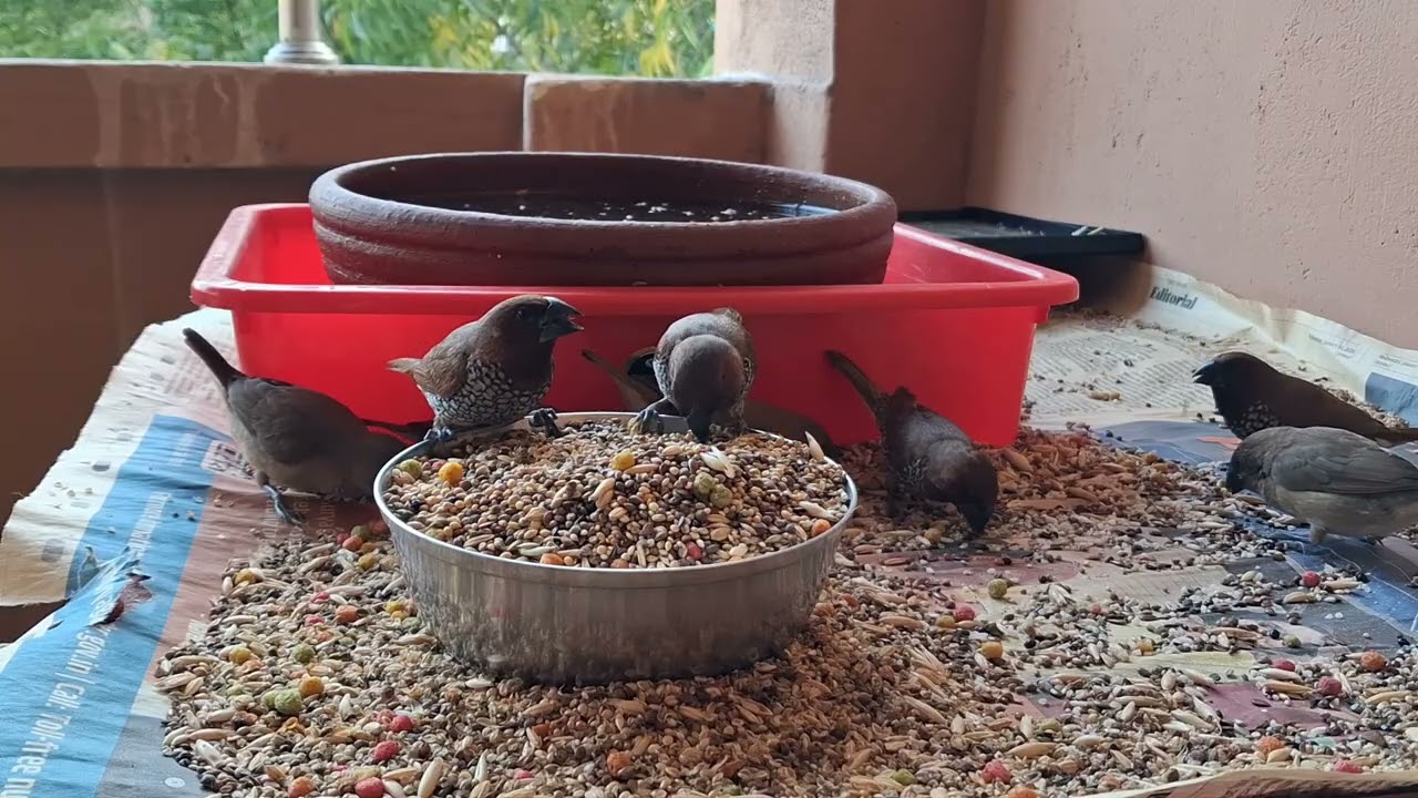 Our finches and their friends