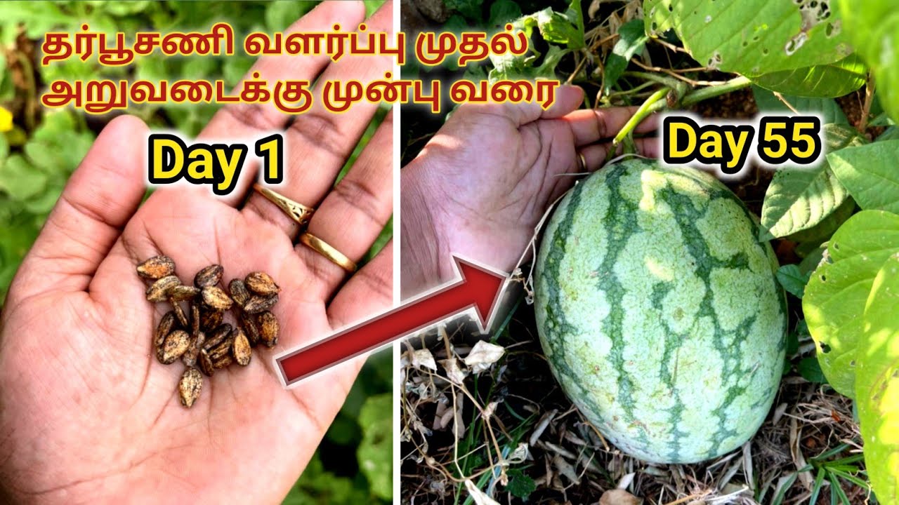 Watermelon plant growth from Day 1 to Day 55 in our home garden/ Fertilizer and pesticides for plant