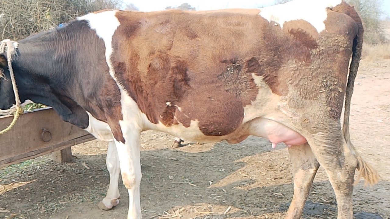 Little price Frisian cow for sale in Pakistan#cow #dairyherd #dairyfarming #animals #cattleworld 