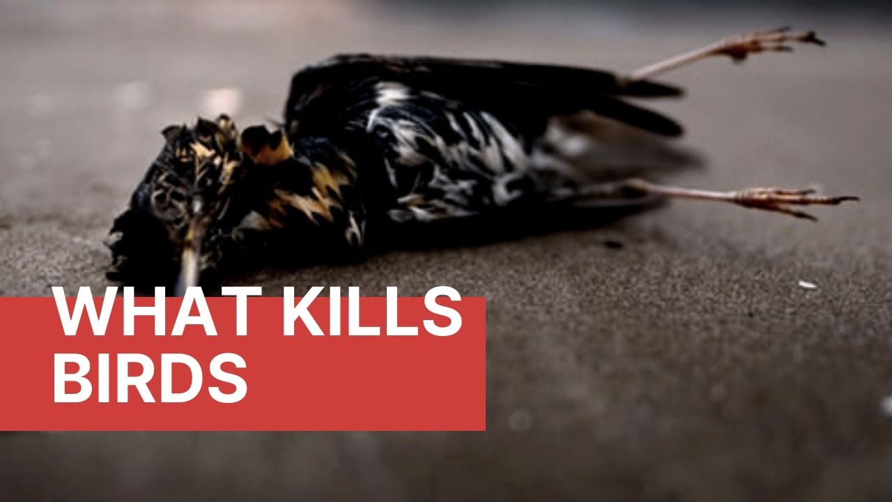 What kills birds?  | Causes of Bird Mortality