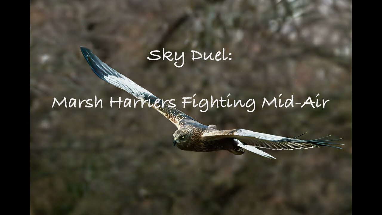 Fighting Marsh Harriers above the Spanish Wetlands, Laguna del Taray.