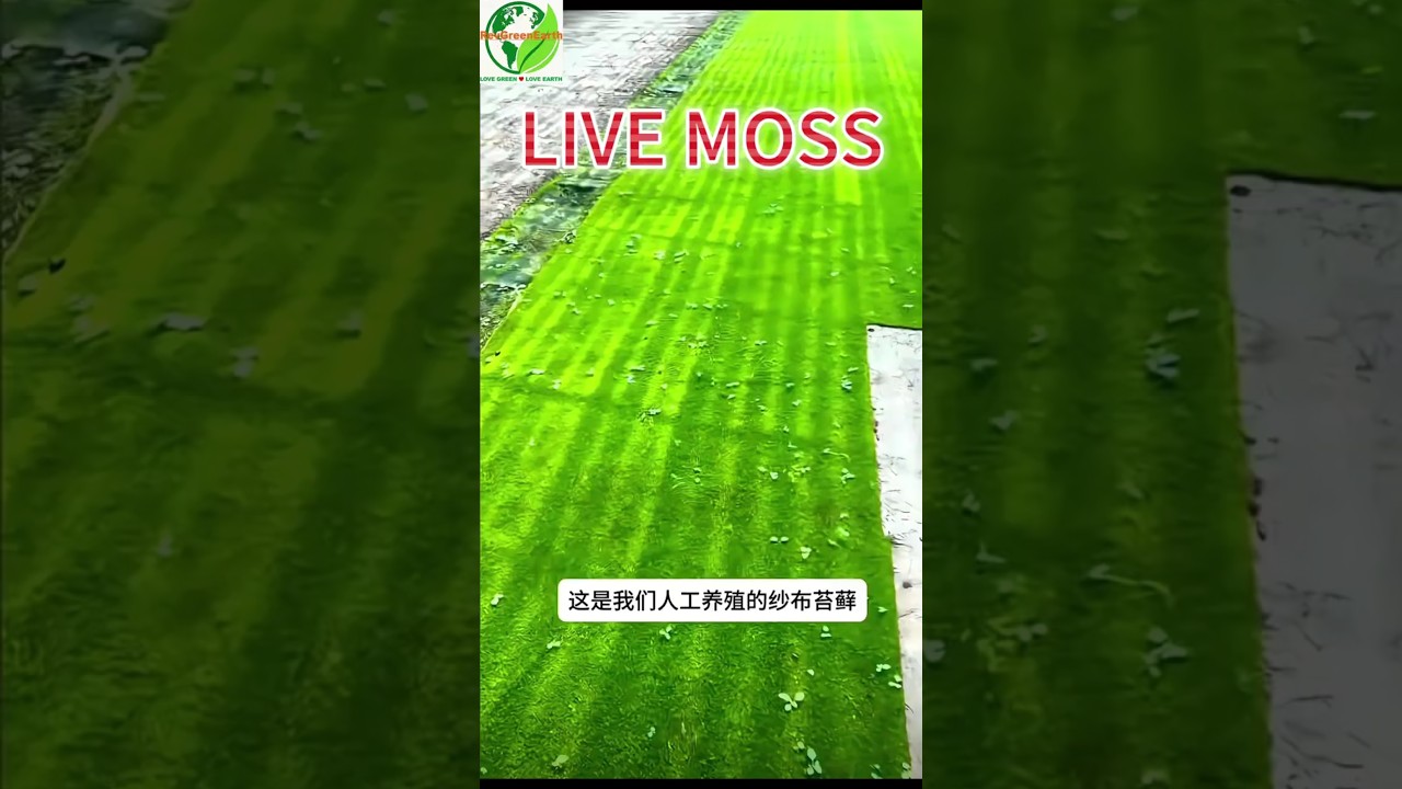 Cuttable LIVE Moss Fabric for Bonsai & Terrariums 🌿