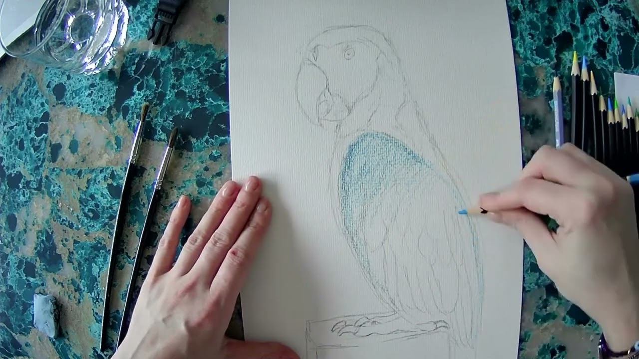 Drawalong with Pip - Blue and Gold Mackaw
