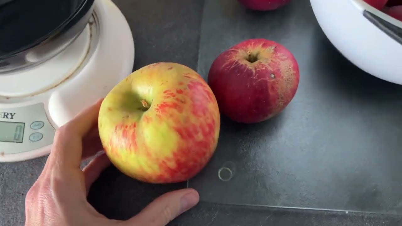 The biggest apple I’ve ever grown! 😲