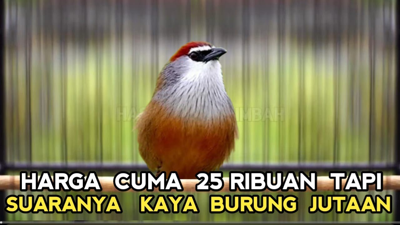HARGA 25 RIBUAN SERASA PUNYA BURUNG JUTAAN TERNYATA SEMERDU INI KALO SUDAH BUNYI