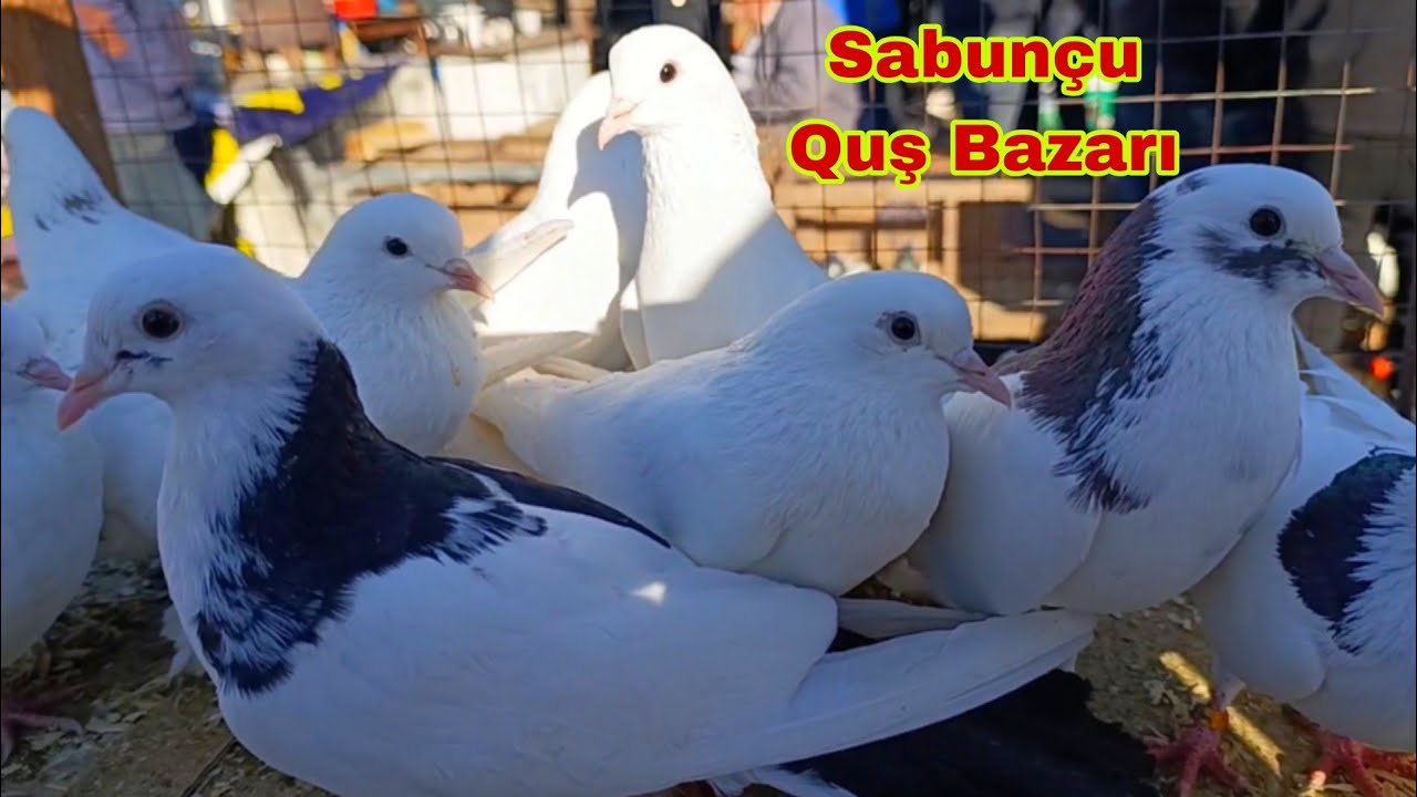 Sabunçu Quş Bazarı 11 yanvar 2026