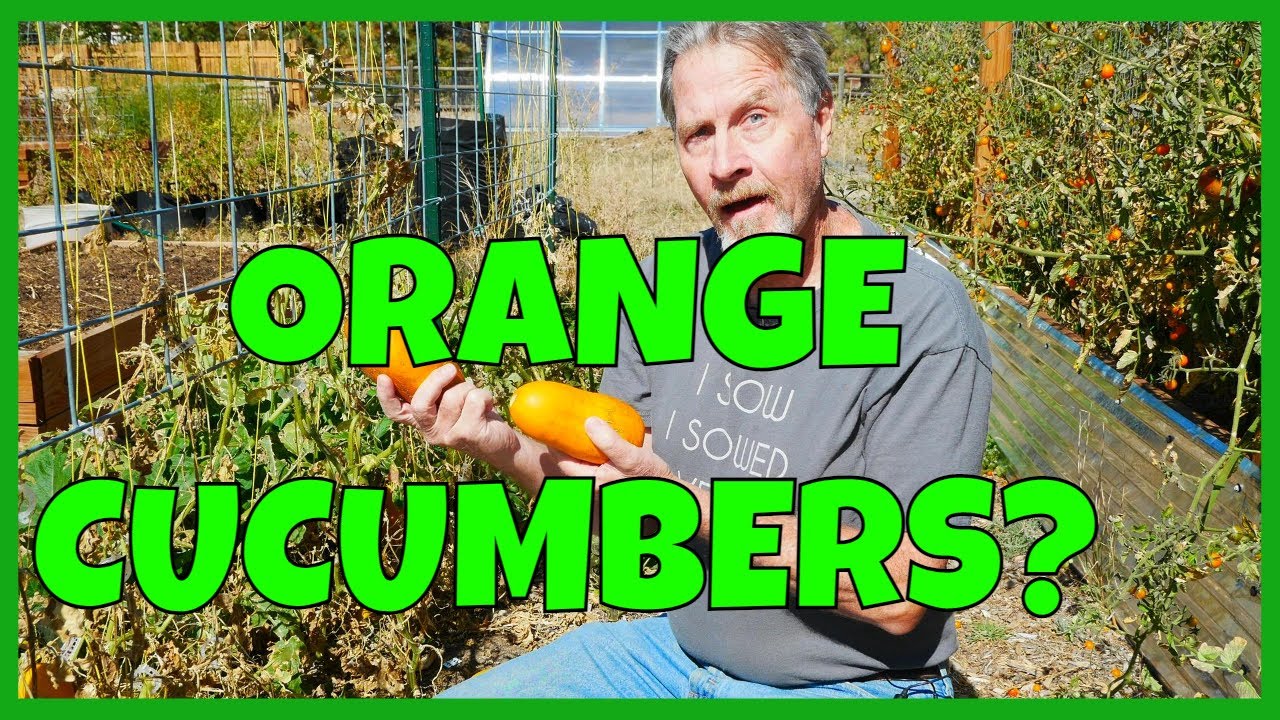 How to Collect Cucumber Seeds (Never Buy Seeds Again)