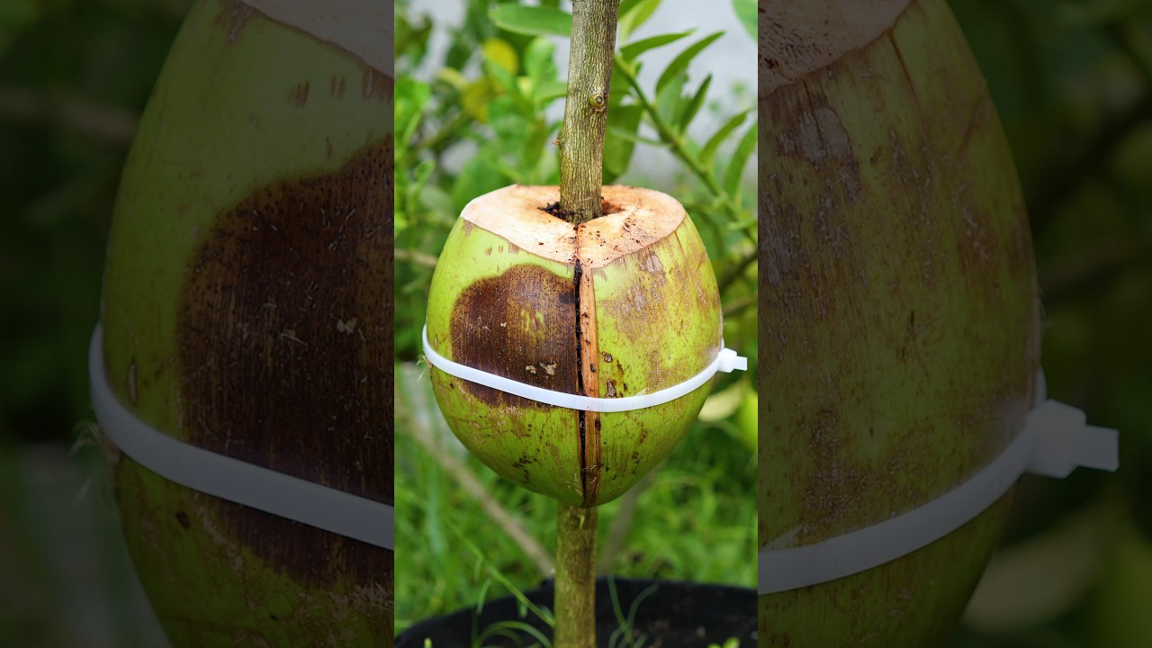 🌿Great ideas to propagation lemon tree by air layering using green Coconut!🌴#lemontree  #gardening
