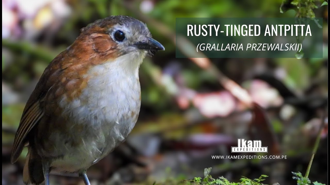 Rusty-tinged Antpitta (Grallaria przewalskii) endemic to Peru