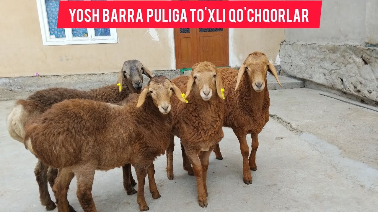 YANGI OBUNACHIMIZ ABDULAXADDAN BARRA PULIGA TO'XLI QO'CHQORLAR SHOSHILNG.