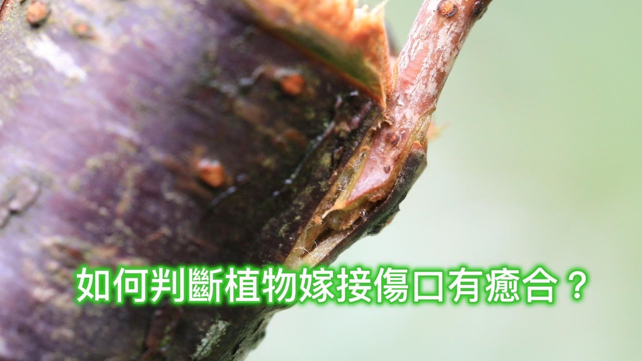 如何判斷植物嫁接傷口有癒合？【2025/01/31】