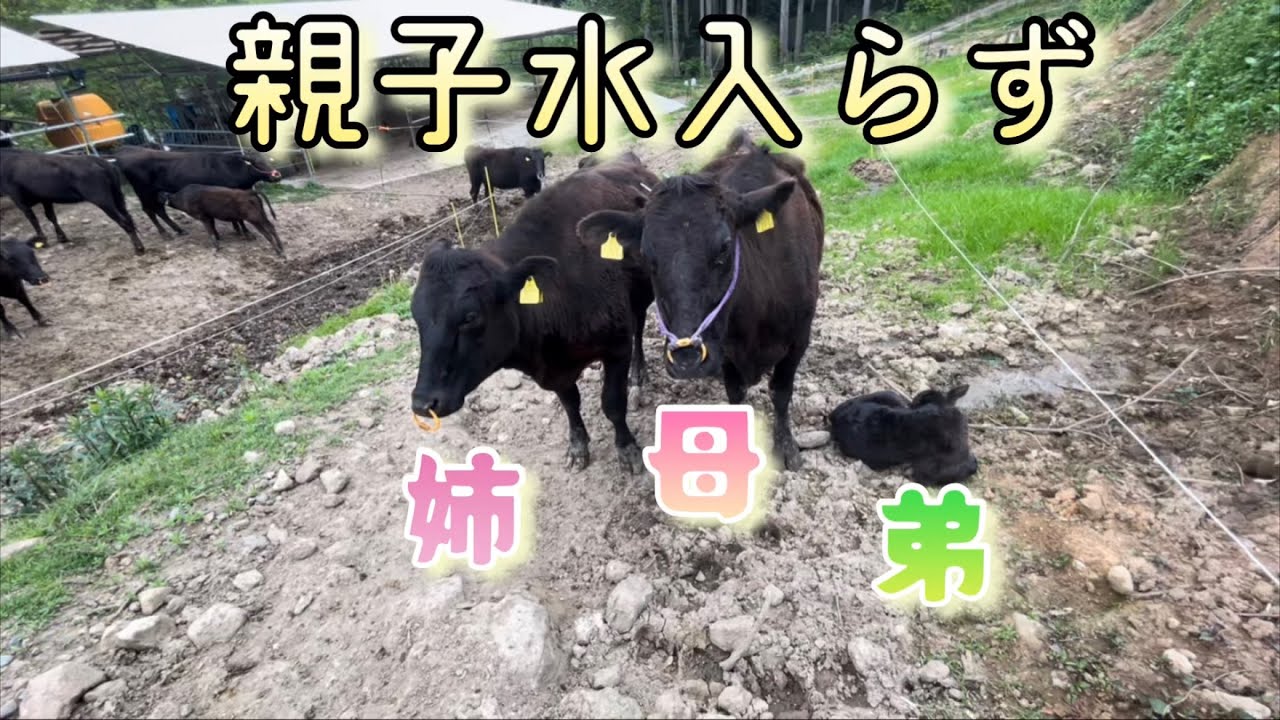 お姉ちゃんと一緒！！