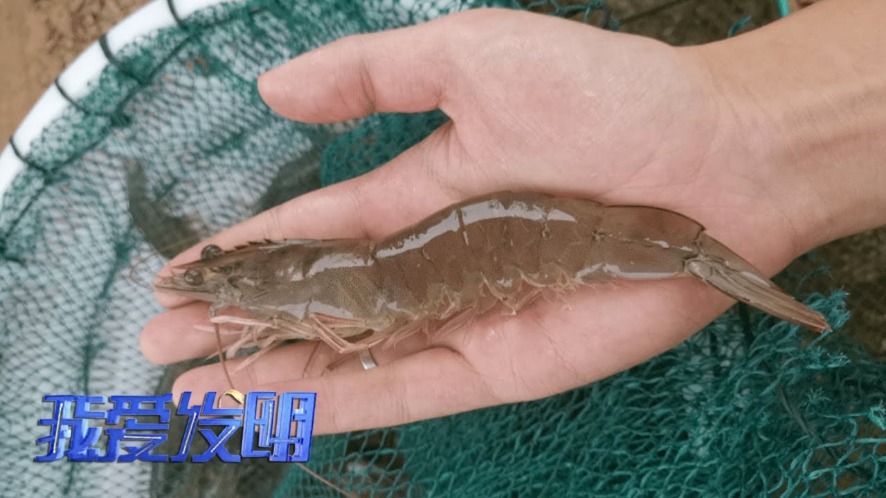 改善传统养殖现状！他发明的养殖设备是内陆养虾的神器，人人养虾都能得心应手！|「我爱发明」20221215
