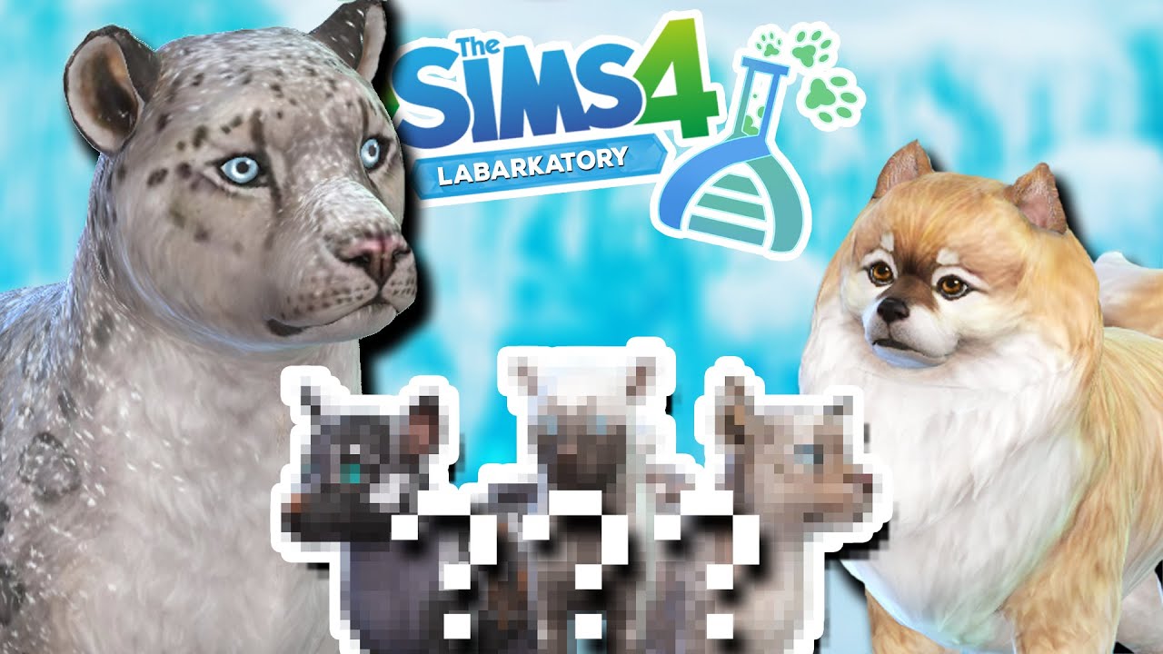 Fluffy SNOW LEOPARD x POMERANIAN Cross-Breeds!! 🐯💕🧬🐶