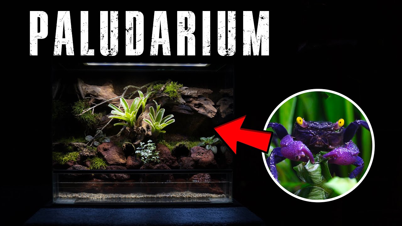 🦀PALUDARIUM Z TŁEM Z KOKOSA - ZOBACZ JAK POWSTAŁO OD ZERA