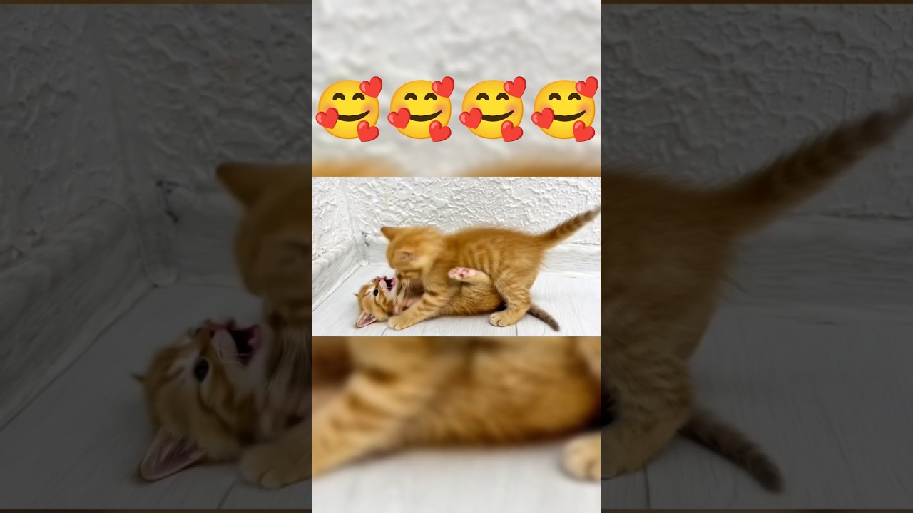 cute ginger kitten playing 